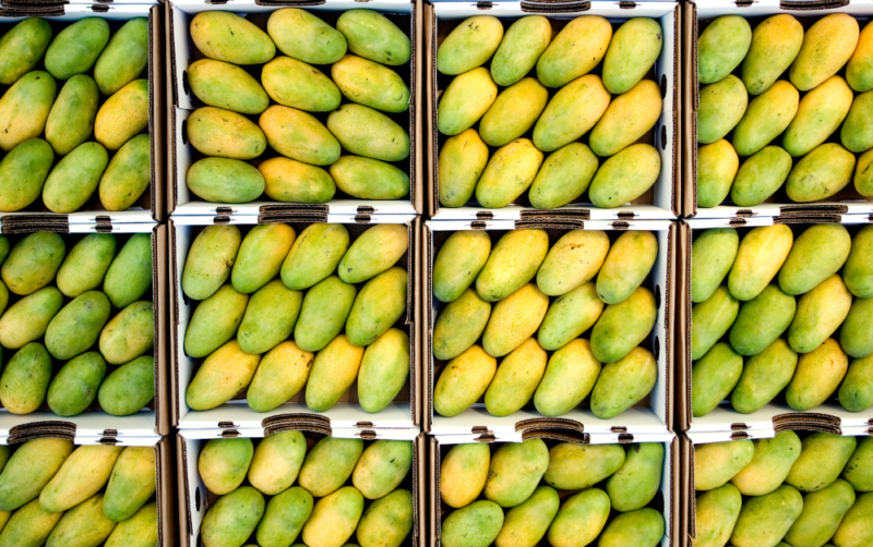 Picture of Dusehri Mango Variety 