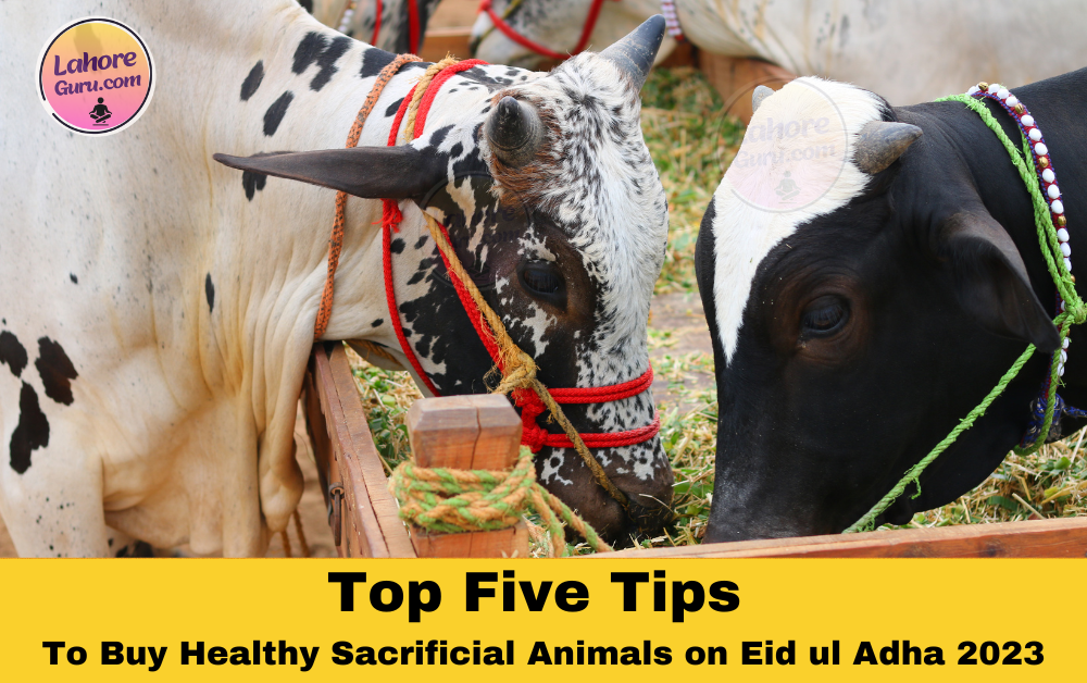Top Five Tips to buy Healthy Sacrificial Animals on Eid ul Adha 2023